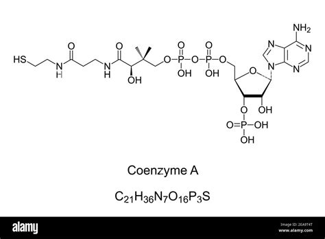 coenzym a strukturformel